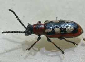 Asparagus Beetle